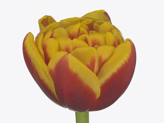 Tulipa double flowered 'Shell'