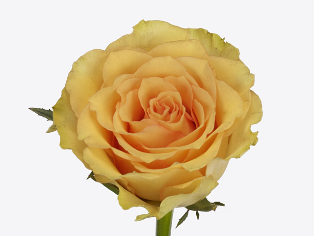 Роза крупноцветковая "Admission"
