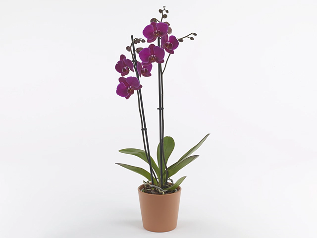 Phalaenopsis Purion