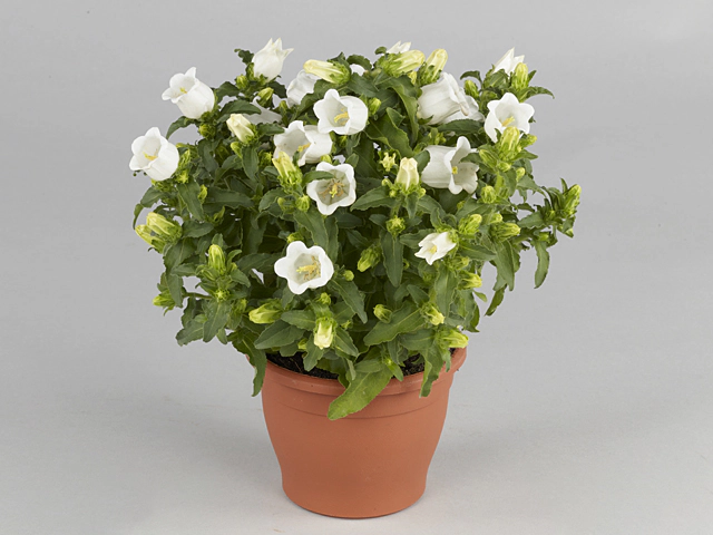 Campanula medium Appeal White