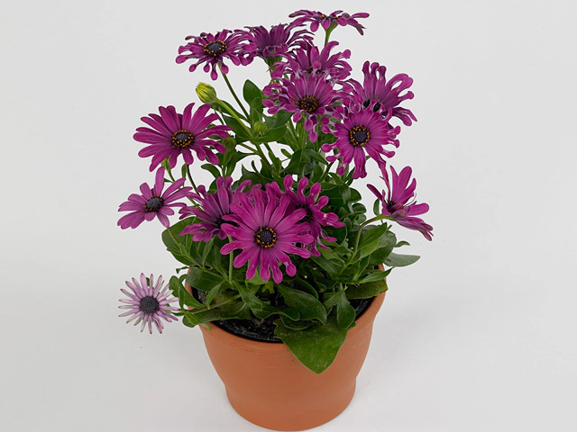 Остеоспермум "Astra Purple Spoon"