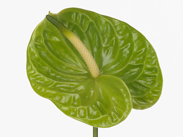 Anthurium (Andreanum Grp) Midori Improved