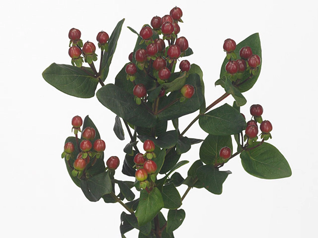 Hypericum x inodorum Chocolate Attraction