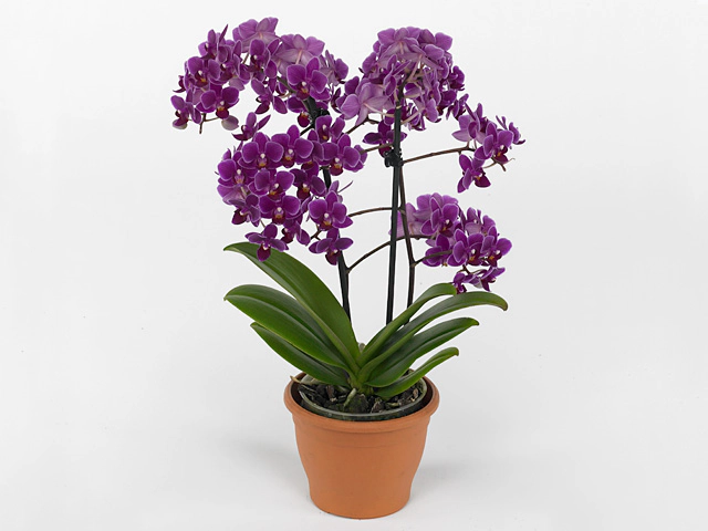 Phalaenopsis Multifloratypes 'Tropic Multi Purple'