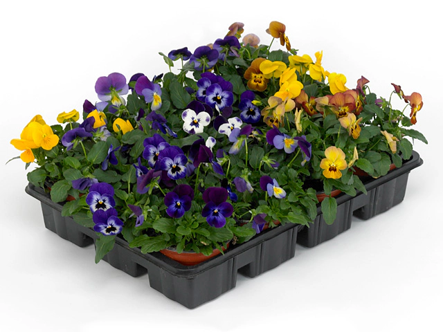 Viola (Cornuta Grp) Deltini F1 mix Container