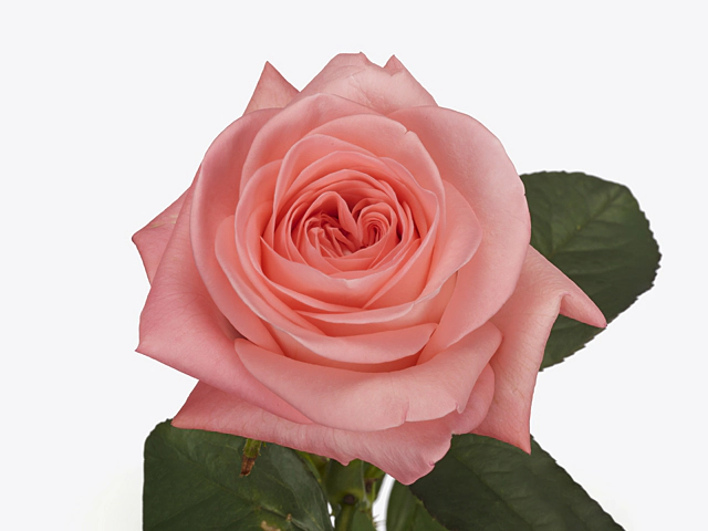 Роза крупноцветковая "Liesbeth"