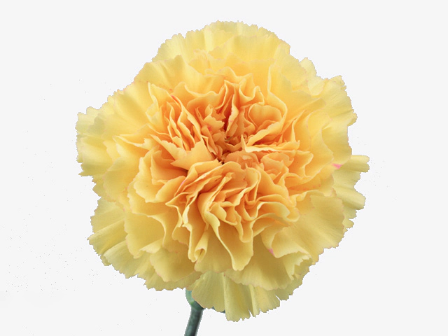 Гвоздика обыкновенная  "Goldi"