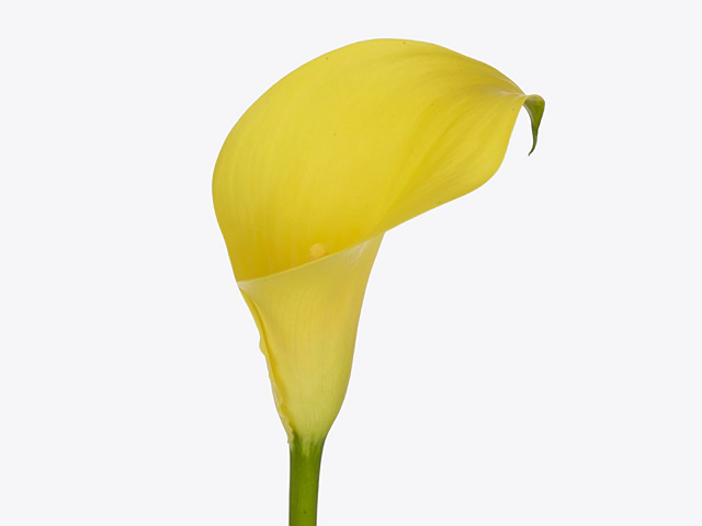 Zantedeschia Sunya