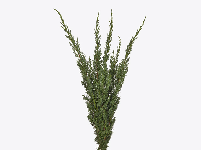 Juniperus chinensis 'Blaauw' per kilo