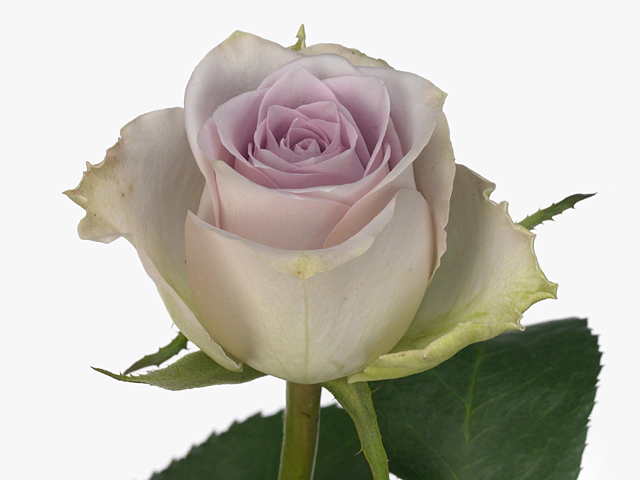 Роза крупноцветковая "Morning Dew!"