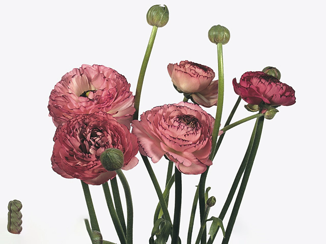 Ranunculus Ranobelle Inra Picotee Roze