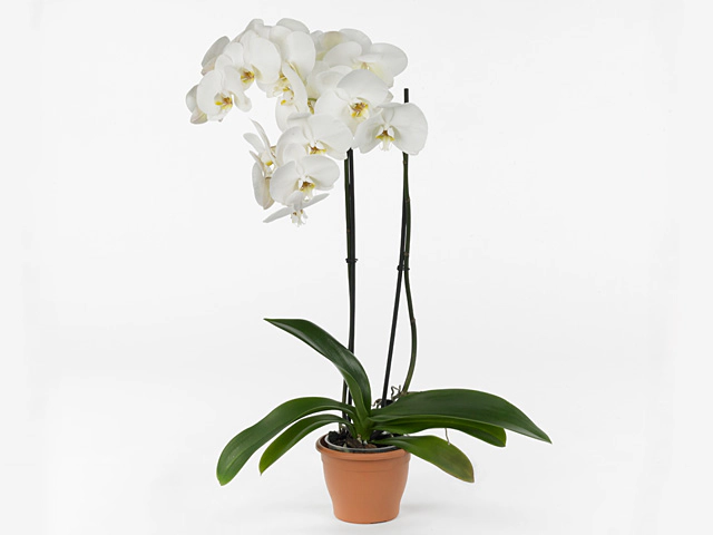 Phalaenopsis Elegant White Diamond