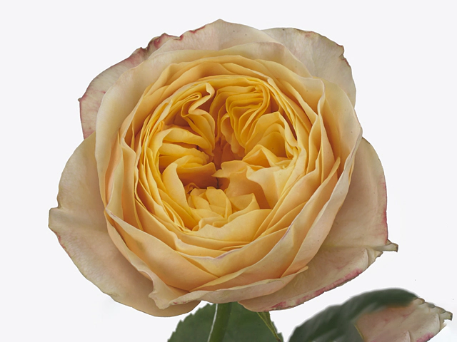 Rosa large flowered Lady Carolina