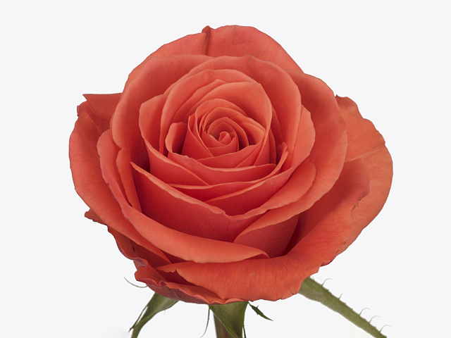 Роза крупноцветковая "Cayenne"