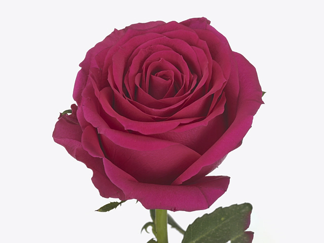 Роза крупноцветковая "Good Vibes"