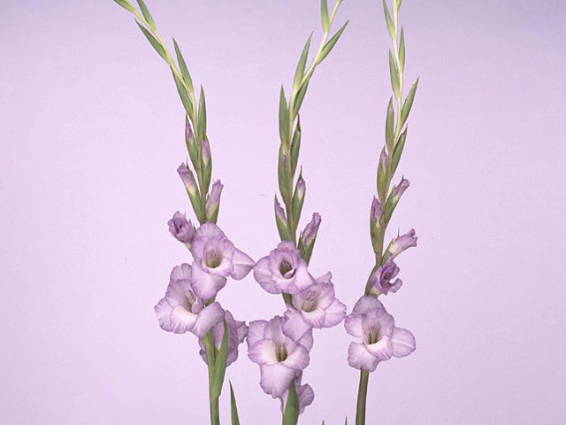 Gladiolus (Large-flowered Grp) 'Ballino'