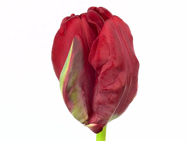 Тюльпан попугайный "Topparrot"