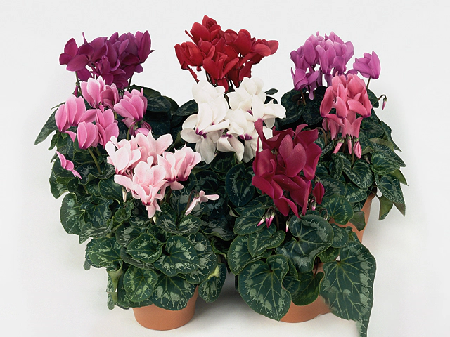 Cyclamen persicum large flowered Halios