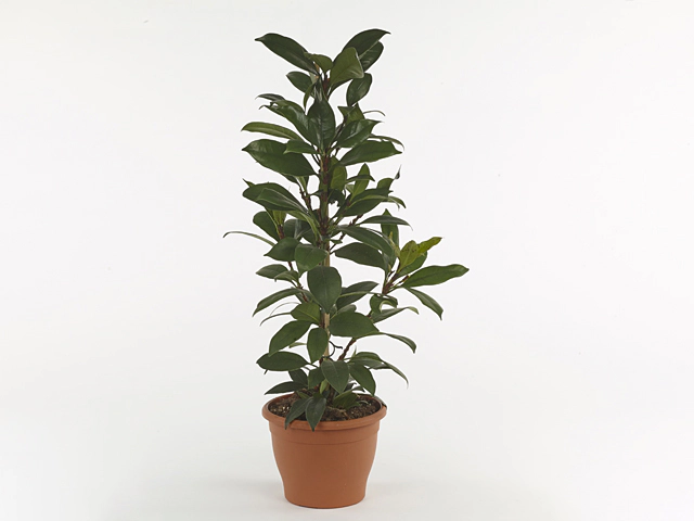 Ficus cyathistipula Compacta