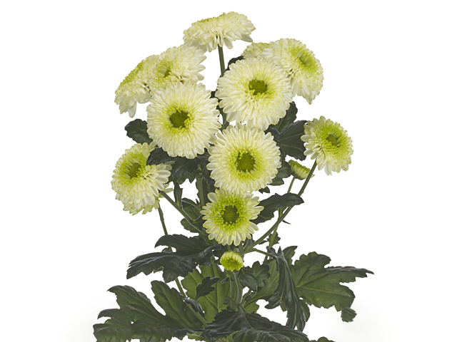 Chrysanthemum (Indicum Grp) spray Big Boss