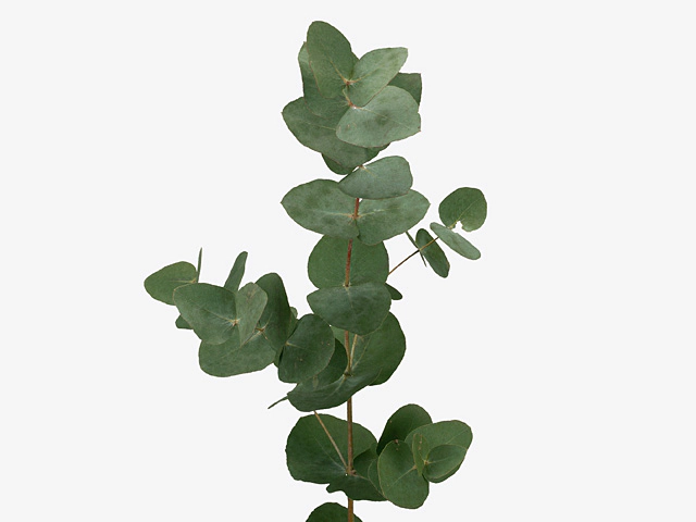 Eucalyptus cinerea
