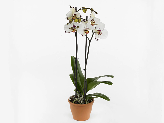 Phalaenopsis Bohemian Rousseau