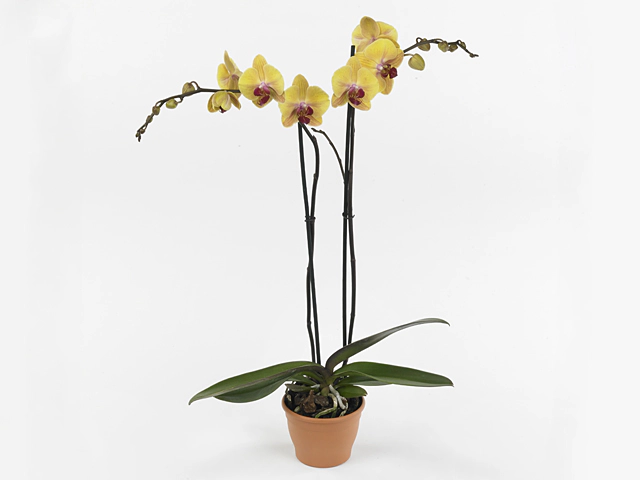 Phalaenopsis 'Dia'