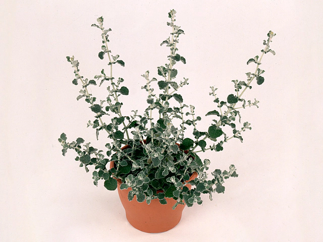 Helichrysum Lining Silver