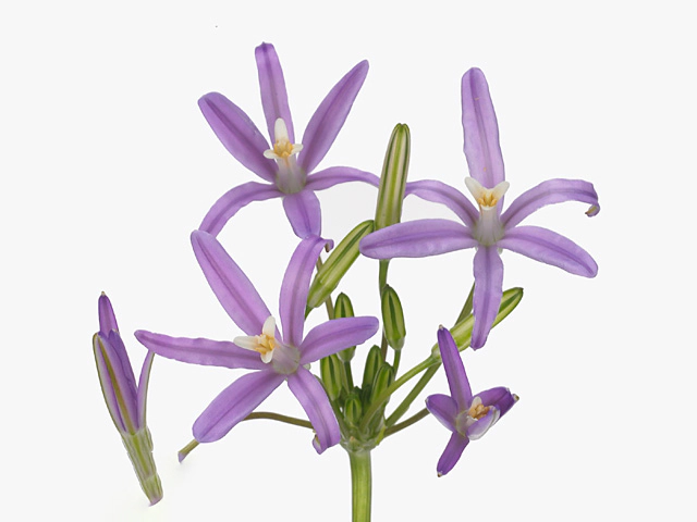 Brodiaea californica 'Babylon'