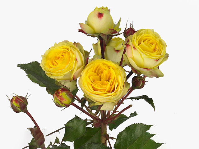 Роза спрей "Yellow Latin Pompon Freelander"
