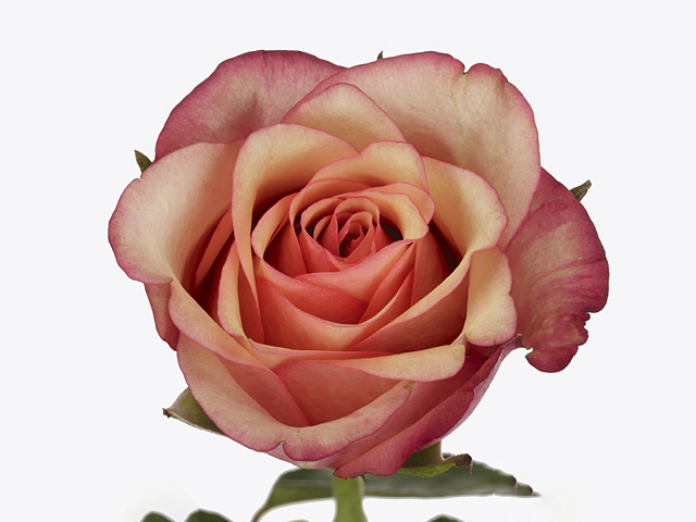 Rosa large flowered Vintage