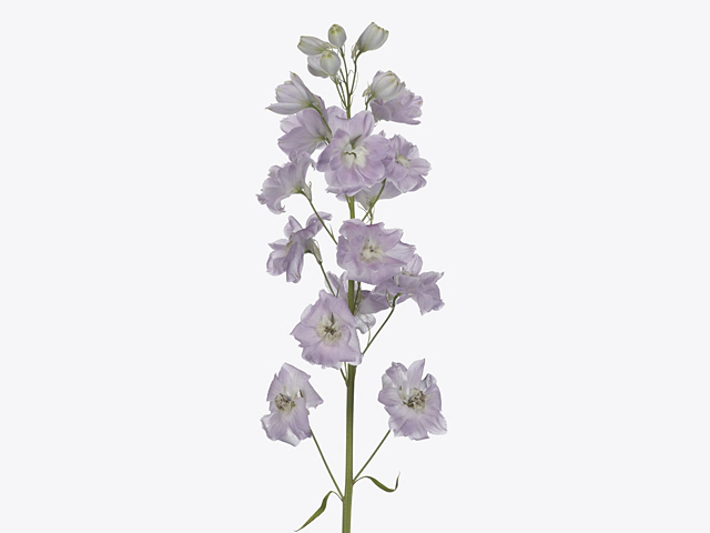 Delphinium double flowered (Elatum Grp) 'Sweethearts'