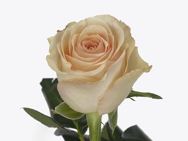 Роза крупноцветковая "Amaze!"