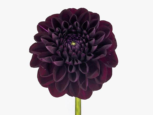 Dahlia (Ball Grp) 'Gipsy Night'