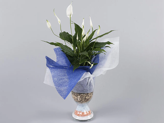 Arrangementen Spathiphyllum H%