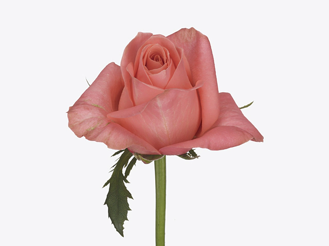 Роза крупноцветковая "Feruza@"