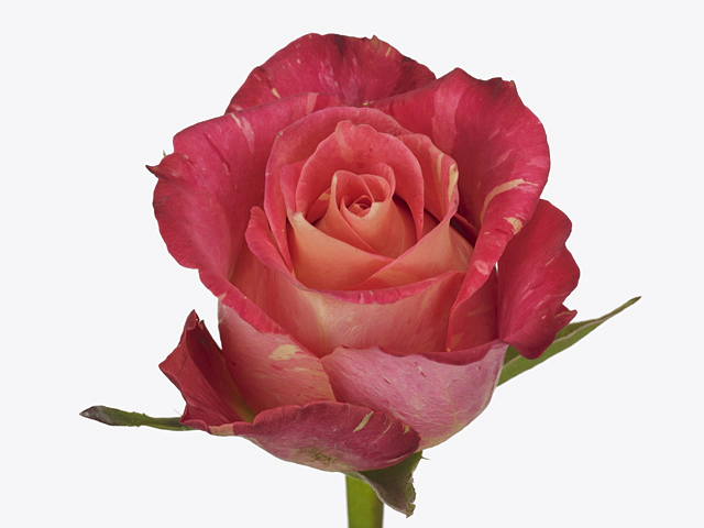 Роза крупноцветковая "Yukata"