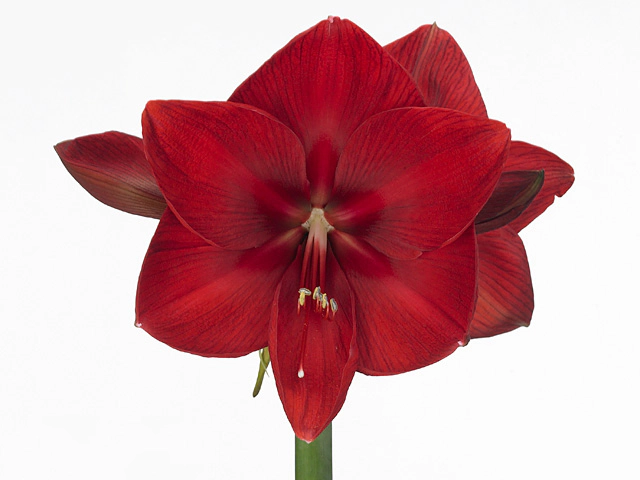 Hippeastrum (Galaxy Grp) 'Moulin Rouge'