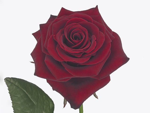 Роза крупноцветковая "Hallelujah"