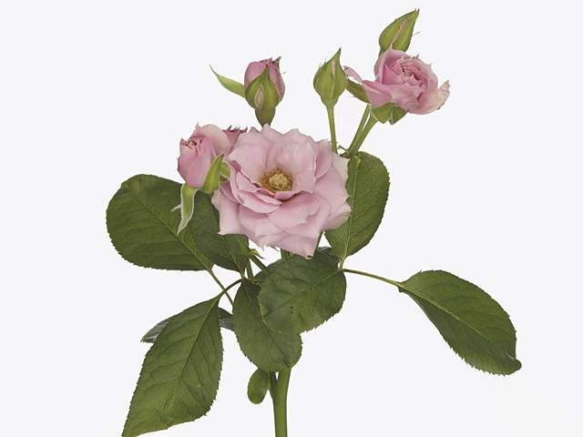 Роза спрей "Lavender Irischka"