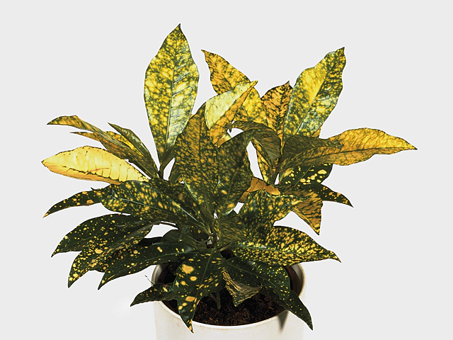 Codiaeum variegatum 'Gold Sun'