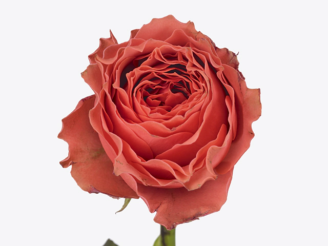 Роза крупноцветковая "Loïs Lane"