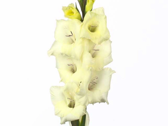 Gladiolus (Small-flowered Grp) Glamini Amber