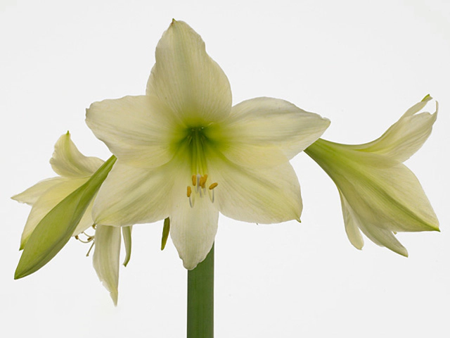 Hippeastrum (Trumpet Grp) Luxor