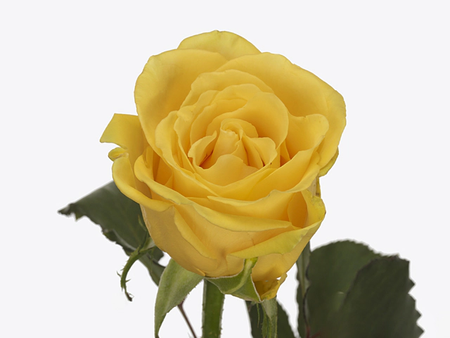 Роза крупноцветковая "Yellow Cab"