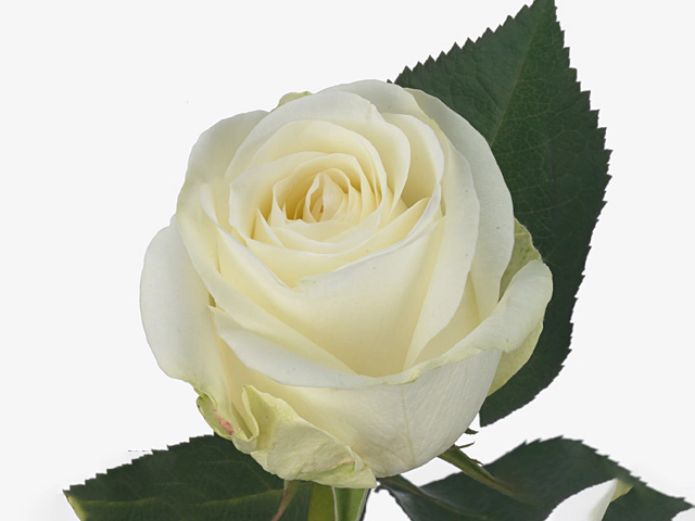 Роза крупноцветковая "Whitewash"