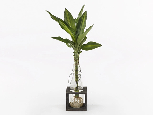 Arrangementen Dracaena fragrans (Deremensis Grp)