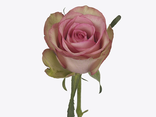 Роза крупноцветковая "Cressida!"