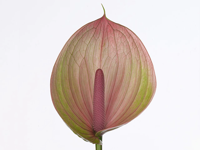 Anthurium (Andreanum Grp) Peruzzi