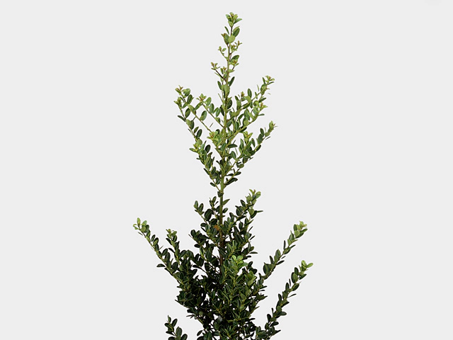 Ilex (leaf) crenata 'Green Hedge'